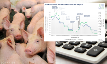 Seit dem Ausbruch der Corona-Pandemie im März 2020 ist das Einkommen in der Schweinehaltung drastisch eingebrochen. ©Canva, ISN