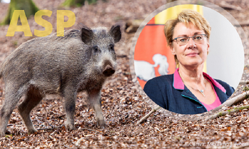 Mit einem deutlichen Appell zur Einhaltung der Biosicherheitsmaßnahmen wandte sich Niedersachsens Agrarministerin Barbara Otte-Kinast an Schweinehalter und Jäger ©Canva, ML/Timo Jaworr