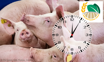 Es ist schon fünf nach zwölf für die Schweinehalter - umso notwendiger sind klare Impulse zu mehr Planungssicherheit und Perspektive von der Agrarministerkonferenz