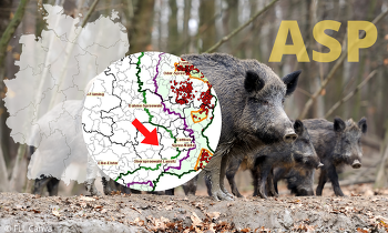 Im Landkreis Oberspreewald-Lausitz wurde die ASP erstmals bei einem Wildschwein festgestellt.