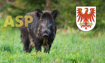 In Brandenburg kann ein ein Teil der ASP-Gebiete, in denen seit denen lange Nutzungsbeschränkungen galten, nun aufgehoben werden (Bild ©Canva)