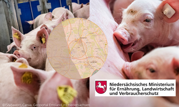 Die Schweinehalter in der niedersächsischen ASP-Region im Emsland sollen nach einem Entwurf des Niedersächsischen Landwirtschaftsministeriums finanziell unterstützt werden.