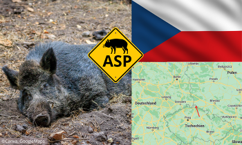 Erstmals seit 2018 ist die ASP im Norden Tschechiens bei einem Wildschwein nachgewiesen worden. ©Canva, GoogleMaps