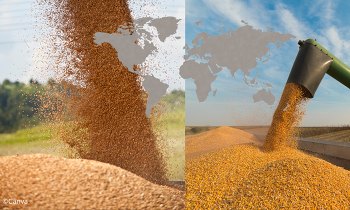Laut IGC wird die globale Getreideerzeugung im kommenden Wirtschaftsjahr voraussichtlich ansteigen ©Canva