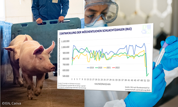 Bisher sind am Schlachtschweinemarkt keine schwerwiegenden Überhänge bzw. Verzögerungen in der Vermarktung zu beobachten, doch diese Situation kann sich schnell ändern ©ISN, Canva