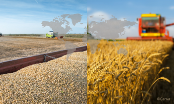 Für das Erntejahr 2022/23 wird weltweit weniger Weizen erwartet als im Jahr zuvor. Der Sojaanbau wurde vor allem in der EU ausgeweitet. ©Canva