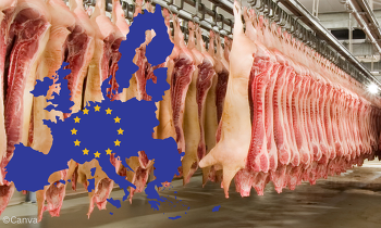 Die EU-Kommission erwartet 2026 eine weitgehend stabile Schweinefleischproduktion ©Canva