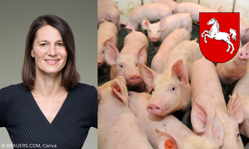 Niedersachsen fördert die Abstockung bzw. Aufgabe von Betrieben aus der Schweinehaltung.