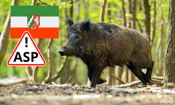 Zur Prävention und frühzeitigen Erkennung der ASP wurde in NRW ein ASP-Monitoring für Wildschweine aufgelegt ©Canva