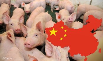 Der chinesische Schweinemarkt bleibt weiter unter Druck. ©Canva