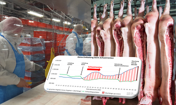 Noch keine Entwarnung: Der Abbau des mit 600.000 Schweinen riesigen Schweinestaus muss erst noch folgen