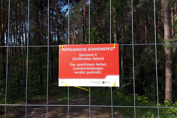 Der Metallzaun soll die Bewegung von Wildschweinen und damit die Ausbreitung der ASP in weitere Teile Sachsens verhindern. ©SMS