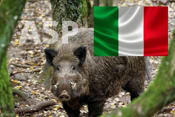 In Italien ist die Anzahl der ASP-Fälle bei Wildschweinen auf 25 angestiegen ©Canva