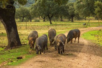 Eichelschweine in Spanien ©Pixabay