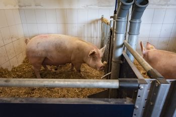 Wie soll eine Krankenbucht gestaltet sein und wann ist eine Unterbringung dort notwendig? Das ISN-Webseminar bietet Hilfestellung. (Bild © ISN/Jaworr)