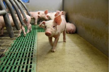 Ceva Tiergesundheit bietet ab sofort einen Blog zur Schweinegesundheit an. (Bild: Ulrike Amler)