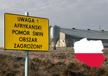 Innerhalb kurzer Zeit sind in Polen vier neue ASP-Ausbrüche in Hausschweinebeständen festgestellt worden ©Canva