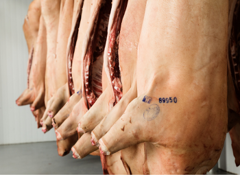 Von den im ersten Halbjahr in Deutschland geschlachteten Mastschweinen  waren fast alle für den Verzehr geeignet. ©Canva