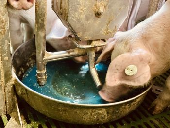 Die Impfstofflösung ist blau eingefärbt. (Bildquelle: Boehringer Ingelheim)