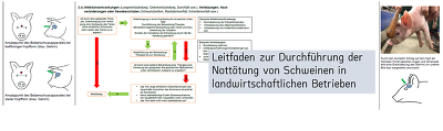 Der Leitfaden soll als Arbeitshilfe für Personen dienen, die in schweinehaltenden Betrieben die Aufgabe des Nottötens wahrnehmen