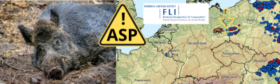 Das FLI bestätigte am Mittwochabend die ASP-Untersuchungsergebnisse der fünf Wildschweine aus der Restriktionszone im Oder-Spree-Kreis vom Dienstag.