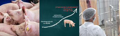 Wachsender Schweinestau verschärft Notlage der Schweinehalter