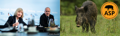 Unter der Leitung von Staatssekretärin Beate Kasch tagte heute der Zentrale Krisenstab Tierseuchen in Potsdam zur aktuellen ASP-Situation in Brandenburg.