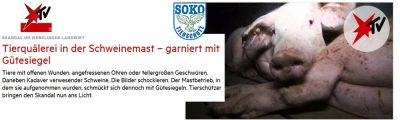 Schwere Vorwürfe gegen einen Schweinehalter aus Süddeutschland