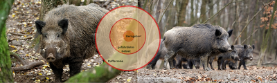 Ein ASP-Seuchenfall bei Wildschweinen wäre hierzulande eine Ausnahmesituation in der auch besondere Maßnahmen bei der Jagd von Wildschweinen in den Restriktionszonen erforderlich sind.