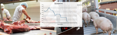 Dramatische Lage am Schweinemarkt – Schweinestau bringt Landwirte in Notlage!