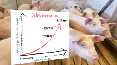 Schweinestau wächst weiter – Eskalation zu Weihnachten – ISN: Laumann muss endlich die Bremse lösen