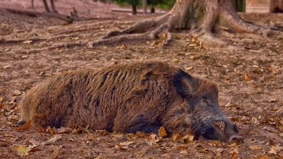 In Sachsen können erlegte oder tot aufgefundene Wildschweine ab 2024 per App erfasst werden. ©PIxabay
© Pixabay