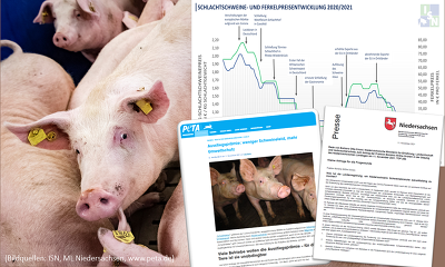 Aktuell wird intensiv über die Zukunft der deutschen Schweinehaltung und über eine mögliche Ausstiegsprämie für Schweinehalter diskutiert. ©ISN, ML Niedersachsen, PETA