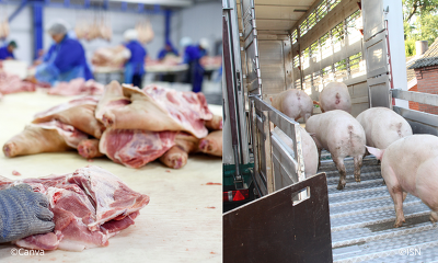 Der Abbau des Schweinestaus dürfte nun durch die geringere Zahl an nachwachsenden Schweinen deutlich beschleunigt werden. (Bild:©Canva/ISN)