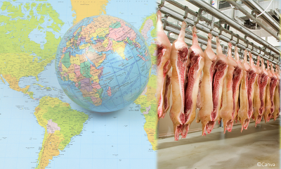 Das USDA rechnet mit einem Anstieg der weltweiten Schweinefleischerzeugung in 2023 ©Canva