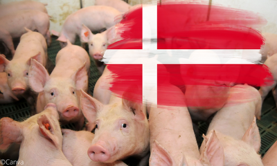 In Dänemark gibt es nur noch rund 2.400 Schweine haltende Betriebe. ©Canva