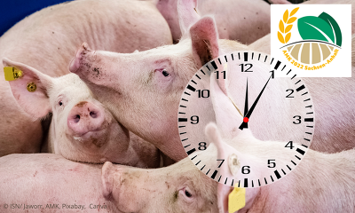 Für die Schweinehalter in Deutschland ist es fünf nach zwölf! ©ISN/Jaworr, AMK, Pixabay, Canva