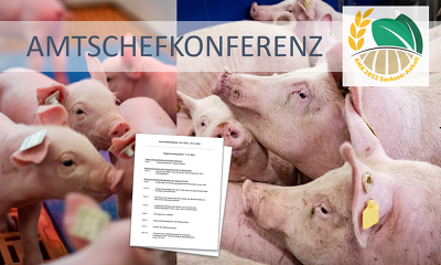 Am 20.01.22 stehen gleich mehrere akute Themen, die für die Zukunft der Schweinehaltung entscheidend sind, auf der Tagesordnung der digitalen Amtschefkonferenz  ©ISN/Jaworr