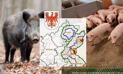 Grünes Licht von der EU-Kommission: Am 8. Oktober 2022 durfte die Sperrzone III im Landkreis Uckermark vorzeitig aufgehoben werden