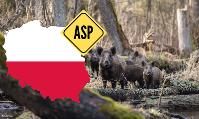In Polen grassiert die ASP mittlerweile schon seit 10 Jahren (Bild ©Canva)