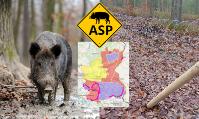Mit der Errichtung von temporären Schutzzäunen will der Landkreis Spree-Neiße die Ausbreitung der ASP im Schwarzwildbestand eindämmen.