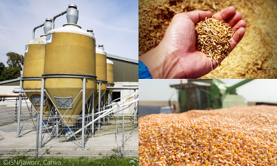 Der IGC erwartet, dass die Verwendung von Getreide zur Verfütterung nicht so stark zunehmen wird wie in den Vorjahren.