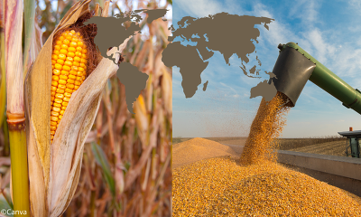 Der IGC hat seine Ernteprognose für Getreide nach unten korrigiert (Bild: Canva)