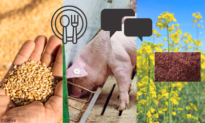 Aktuell ist die "Teller-Trog-Diskussion" wieder in aller Munde. ©Canva