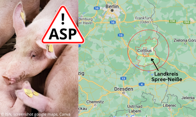 In Brandenburg wurde die Afrikanische Schweinepest (ASP) in einem Hausschweinebestand im Stadtgebiet Cottbus festgestellt.