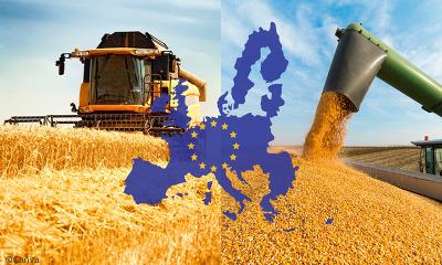 Die EU-Kommission erwartet dieses Jahr EU-weit eine gute Getreideernte . ©Canva