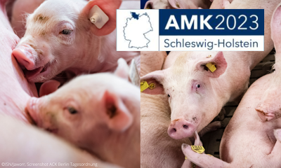 Morgen startet die AMK in Büsum mit wichtigen Themen für die Schweinehaltung