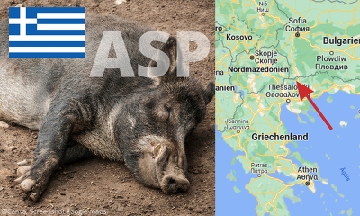 In Griechenland wurde bei einem verendeten Wildschwein die Afrikanische Schweinepest nachgewiesen. ©Canva, Google maps