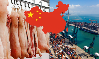 Auch wenn die EU vorerst der wichtigste Schweinfleischlieferant Chinas bleibt, haben die meisten EU-Exporteure Marktanteile an Nordamerika verloren (Bild © Canva)
