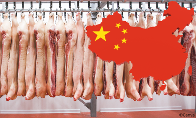 Header China Schweinefleisch(1)